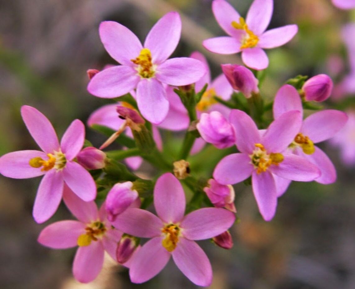 Centaury