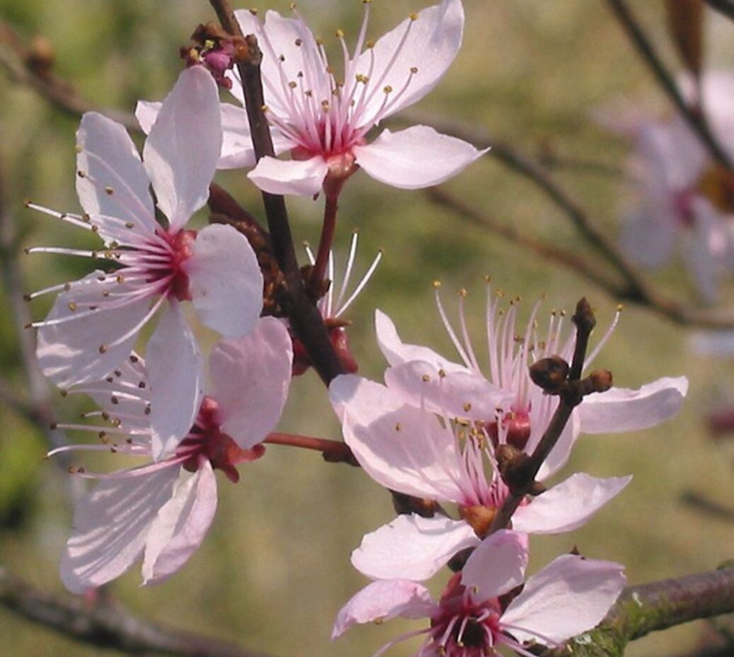 Cherry Plum