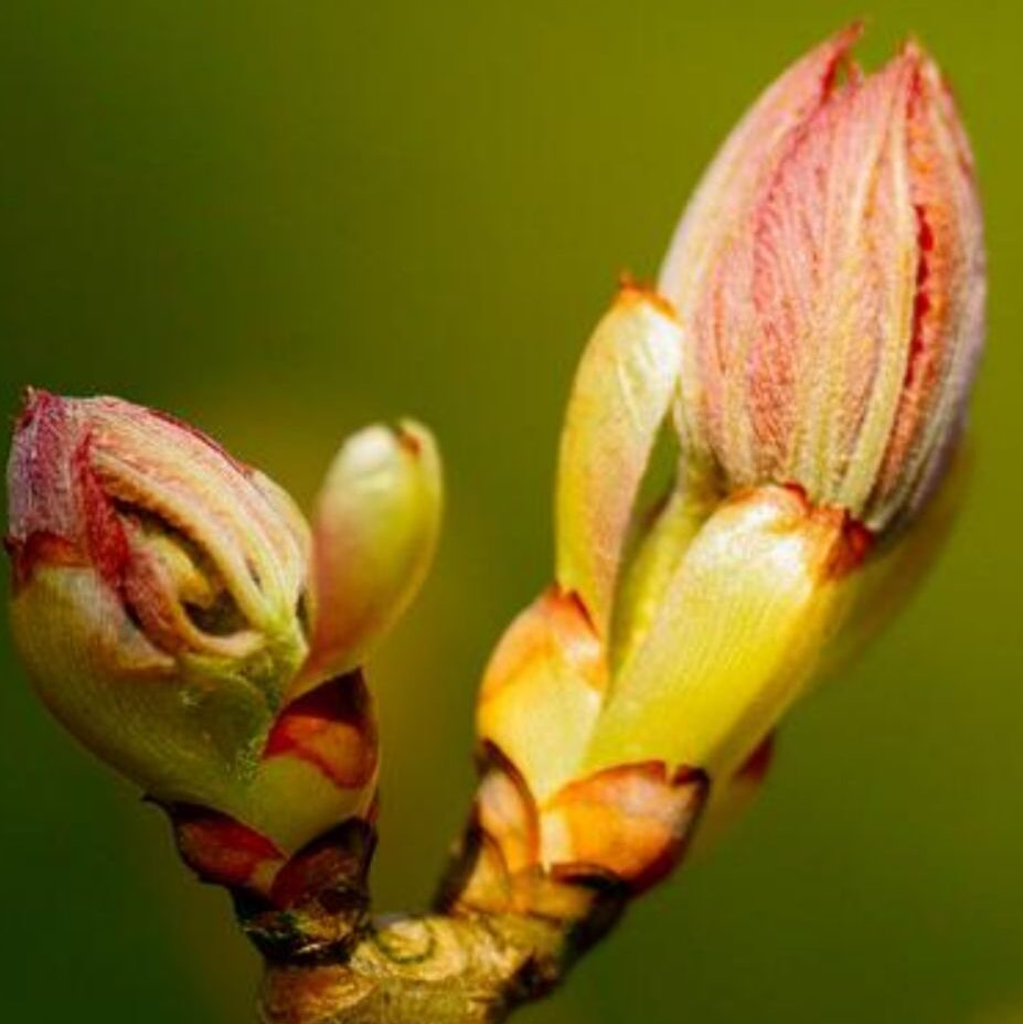 Chestnut bud
