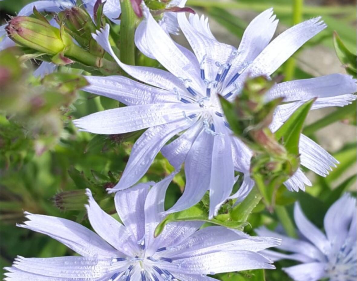 Chicory