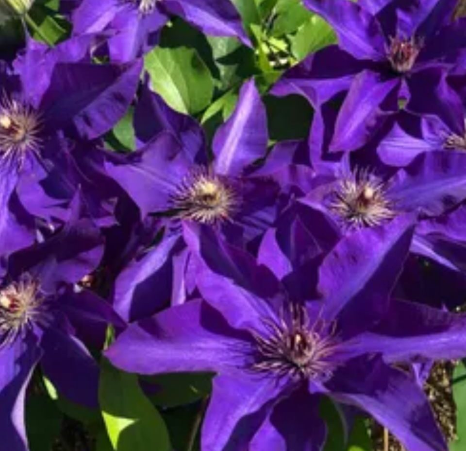 Clematis