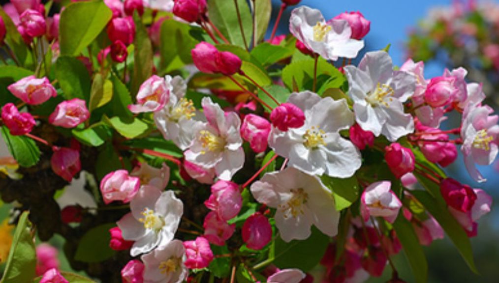 Crab Apple