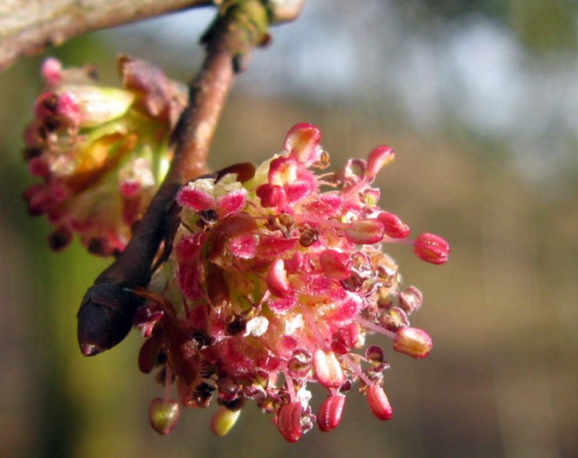 Elm
