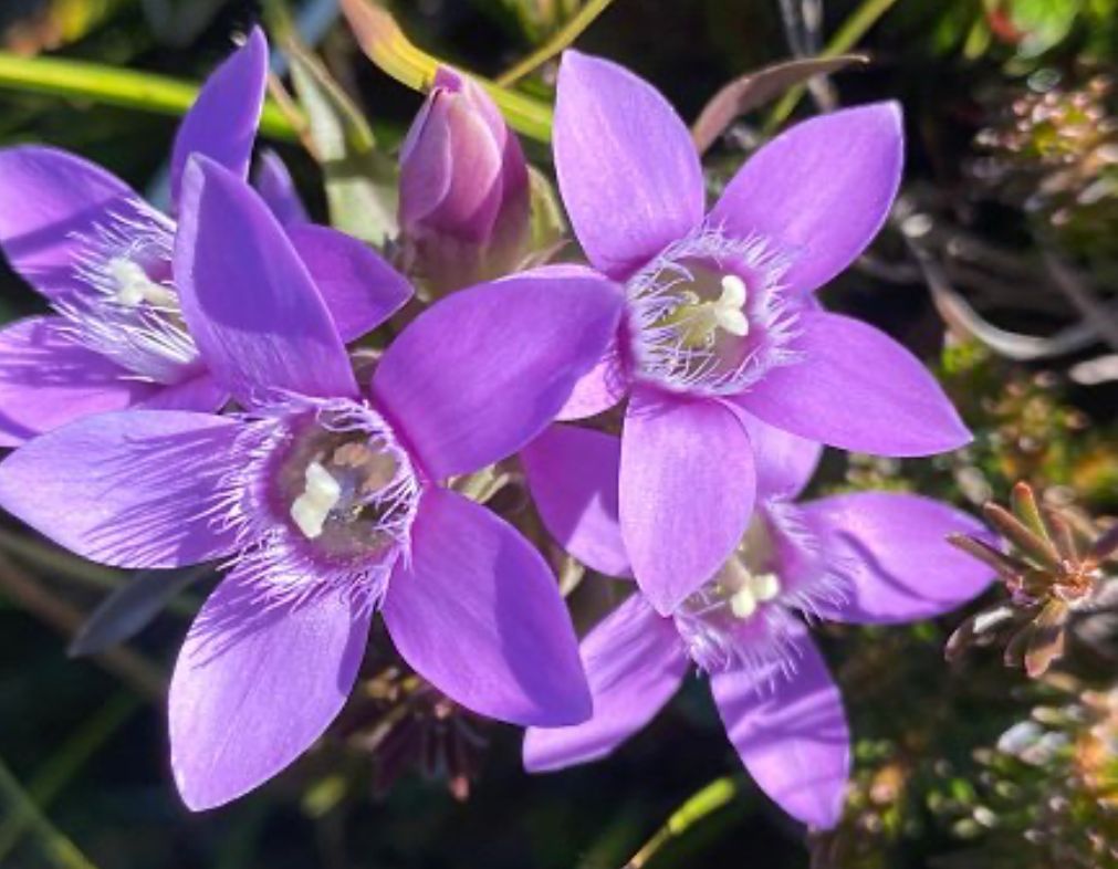 Gentian