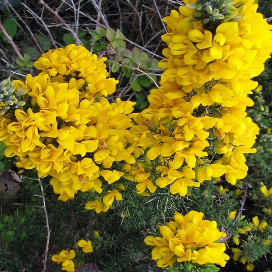 Gorse