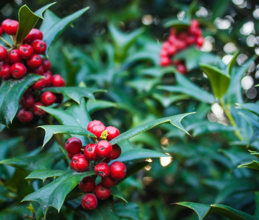 Holly