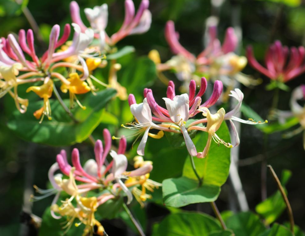 Honeysuckle
