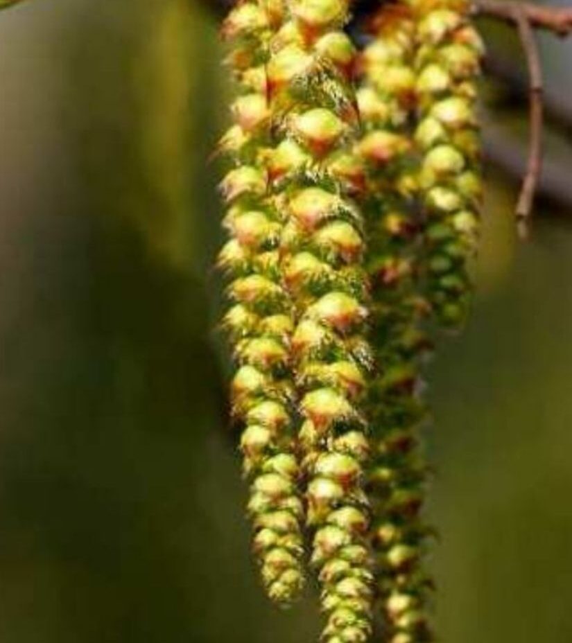 Horbeam