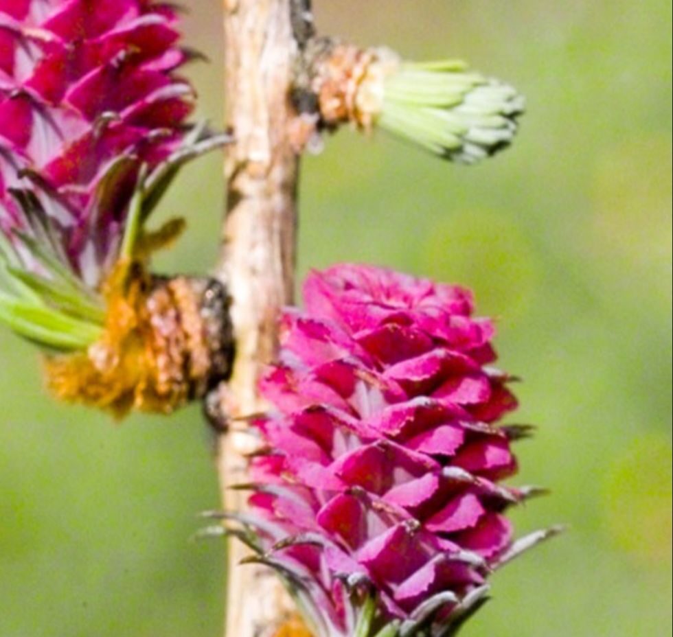 Larch