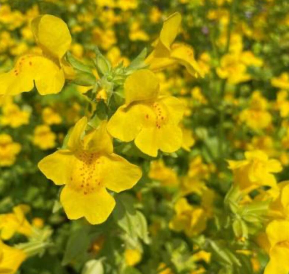 Mimulus