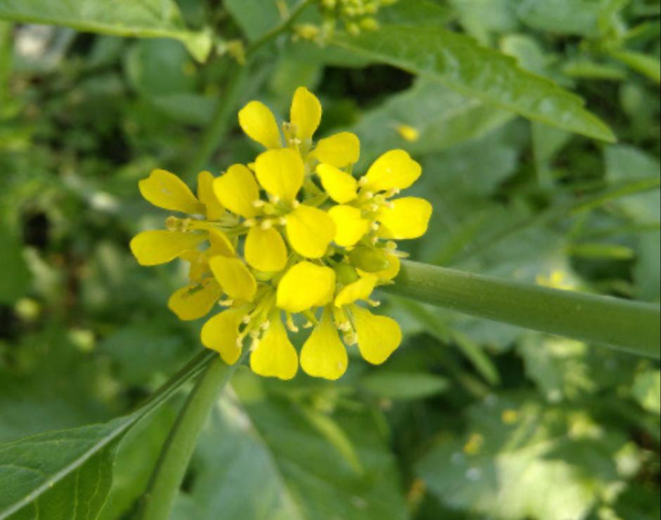 Mustard