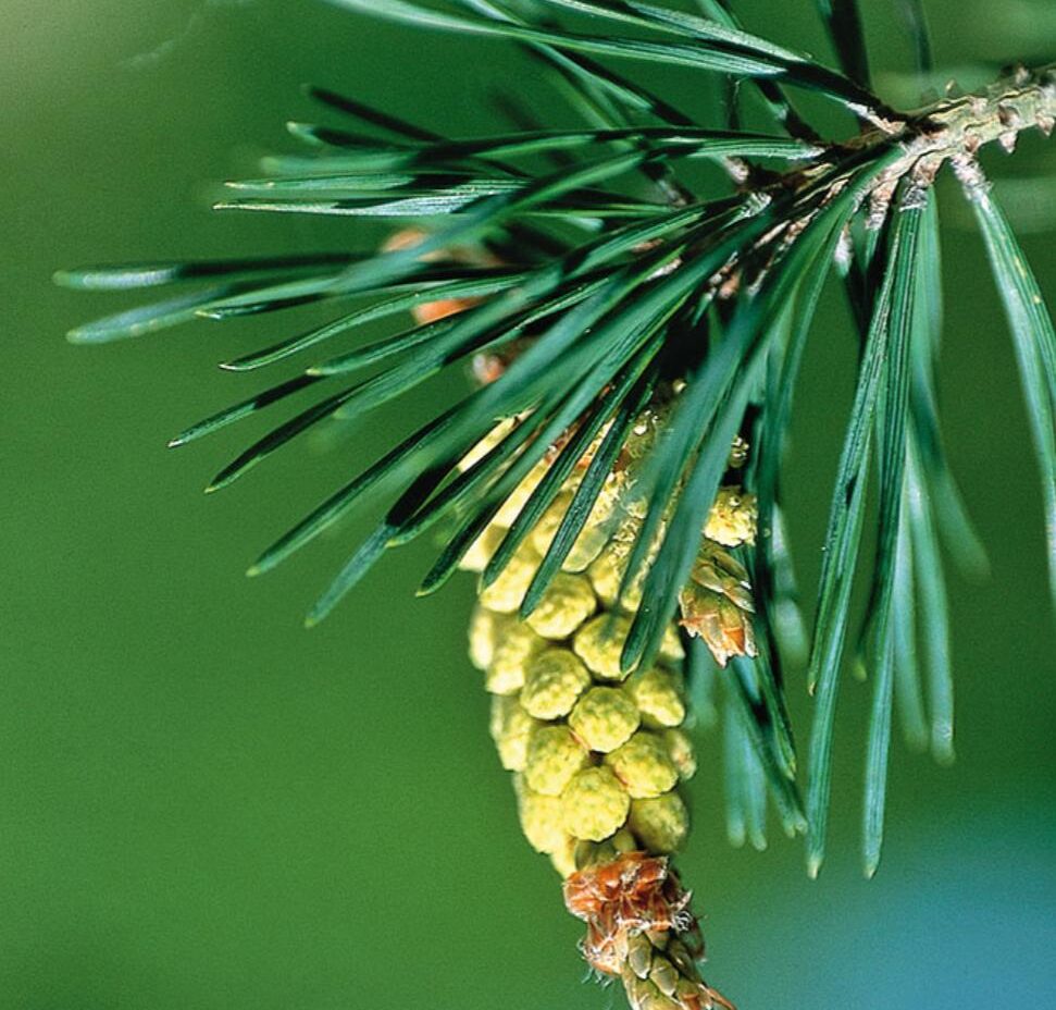 Pine