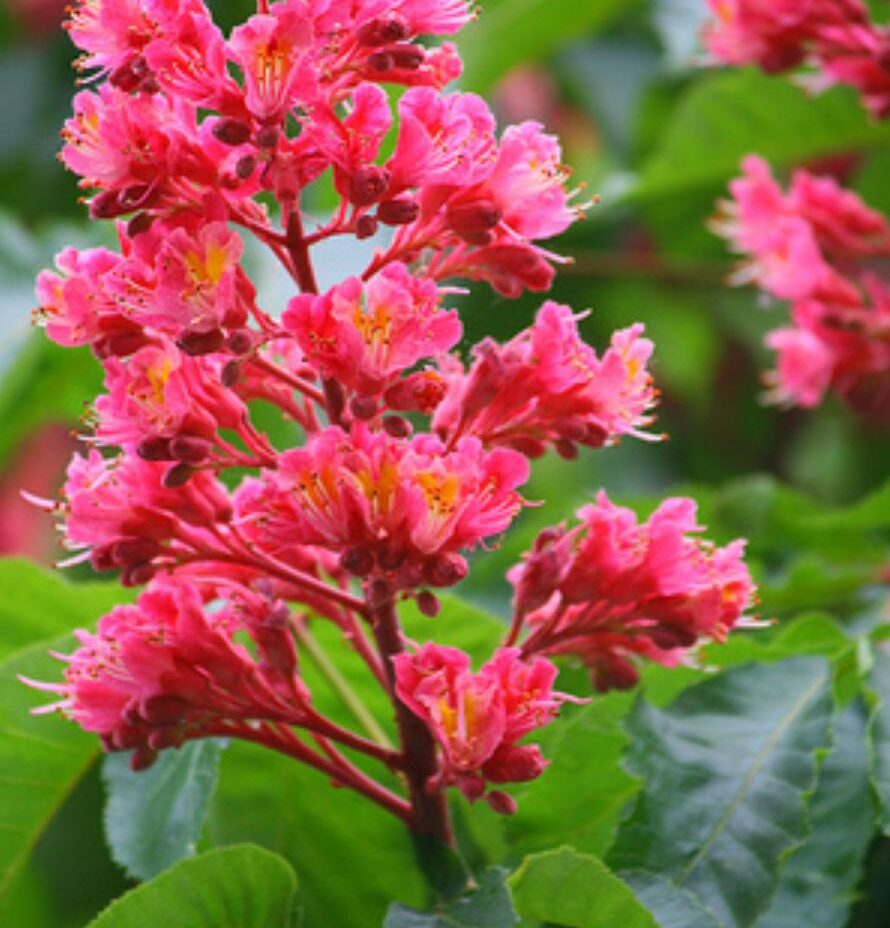 Red chestnut