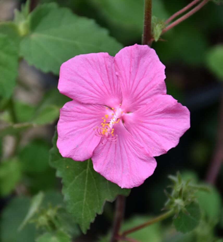 Rock rose