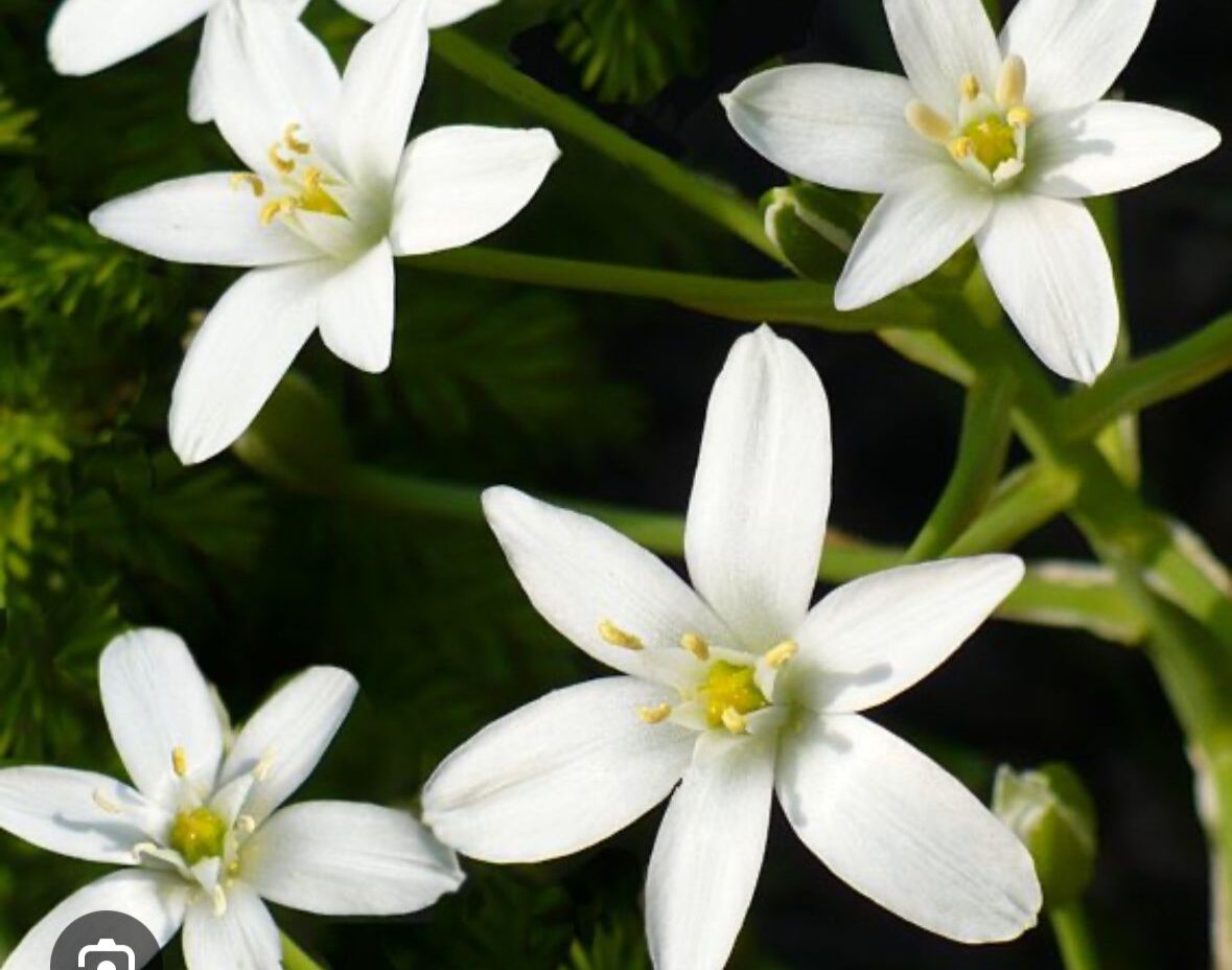 Star of bethlehem