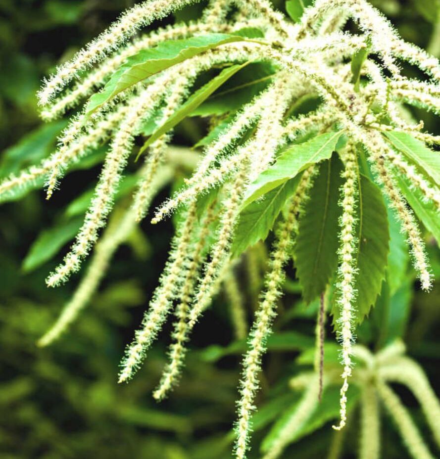 Sweet chestnut