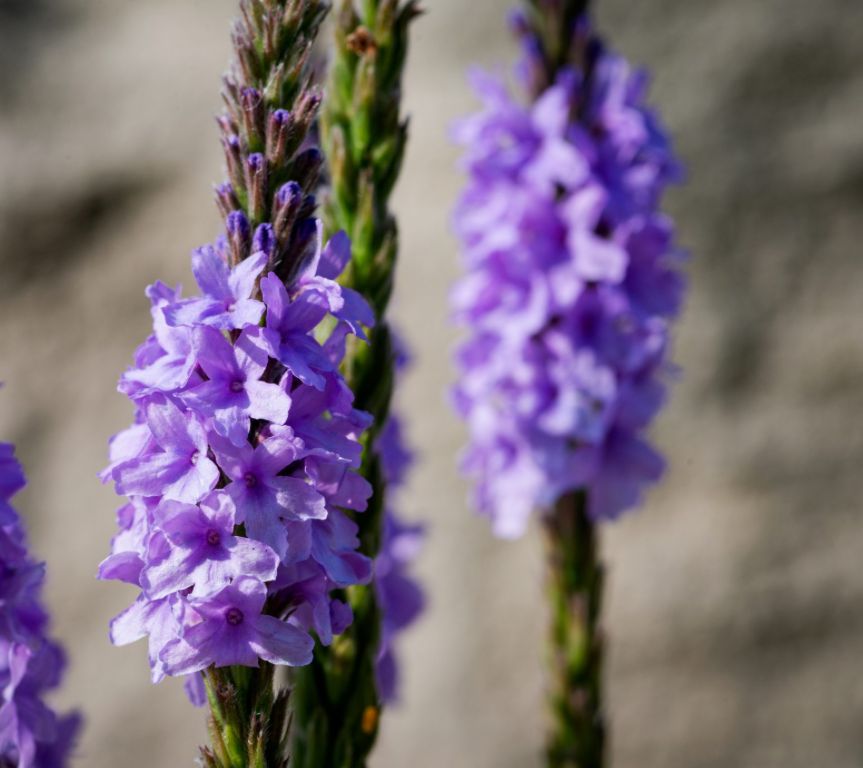 Vervain