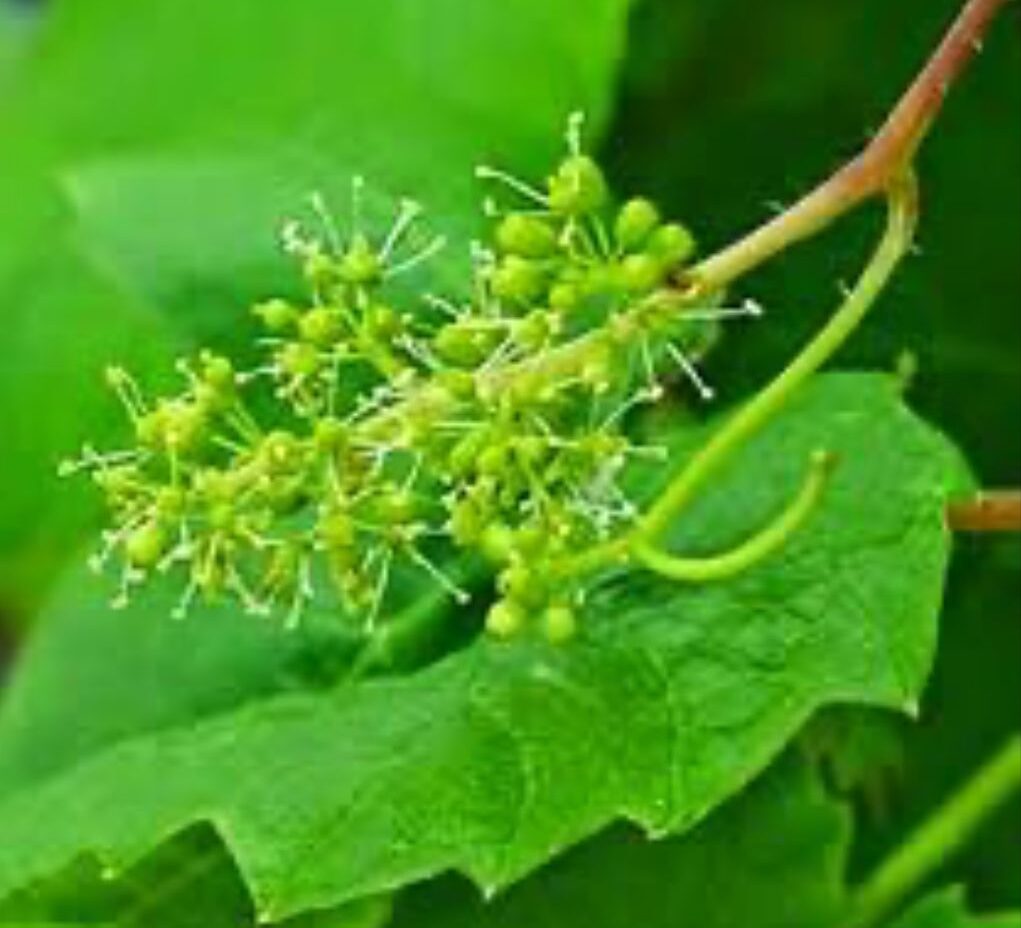 Vine