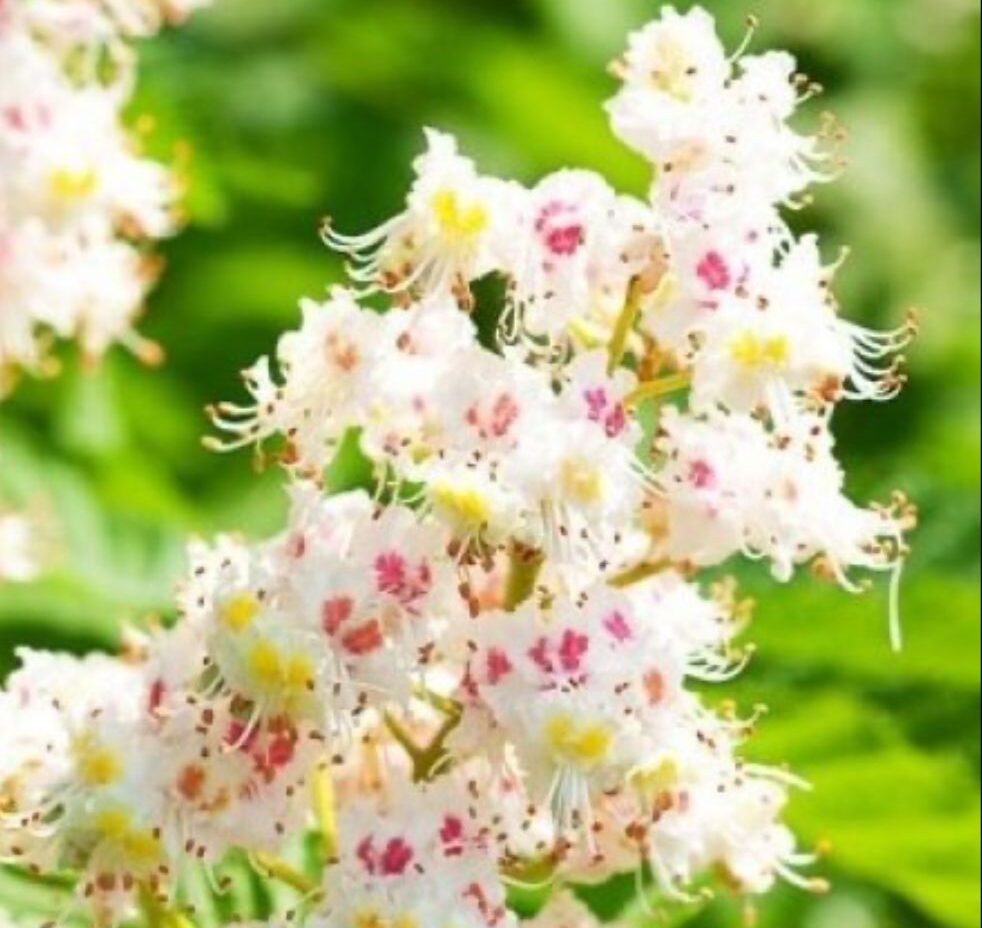 White chestnut
