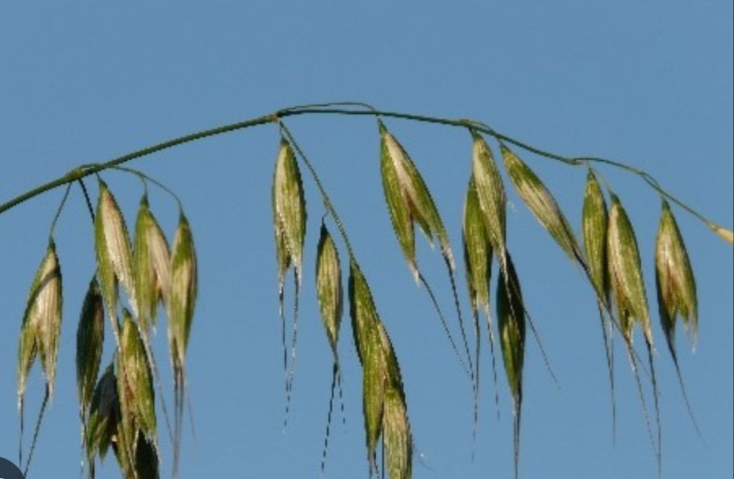Will oat